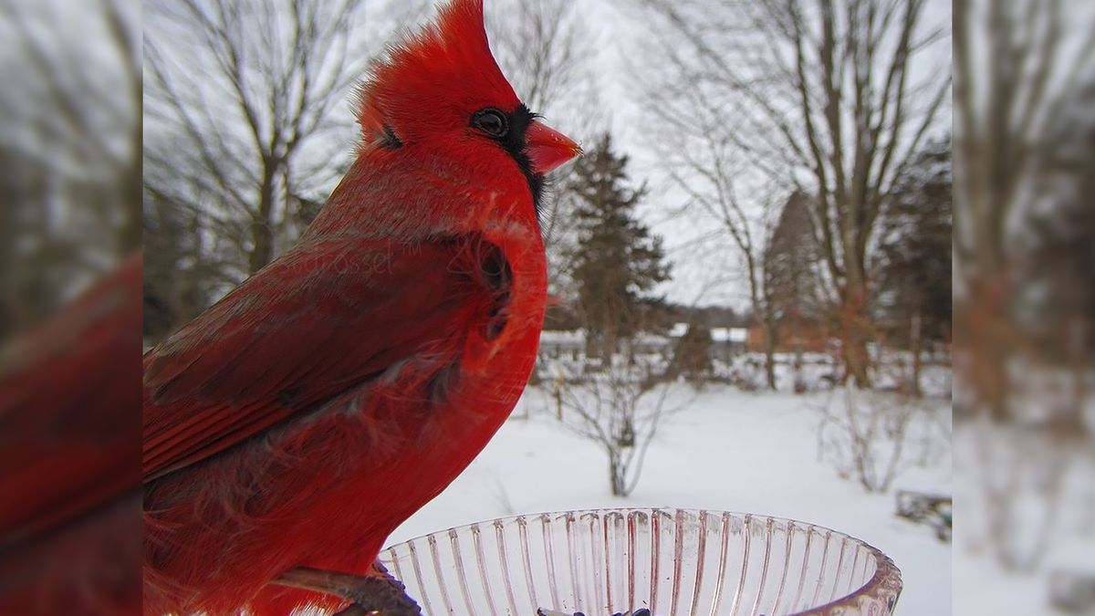 Pułapka fotograficzna ukryta w karmniku rejestruje odwiedzające go ptaki 1