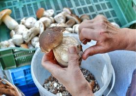 Kiedy jadalne grzyby mogą stać się trujące? Dietetyk podpowiada, jakich błędów unikać