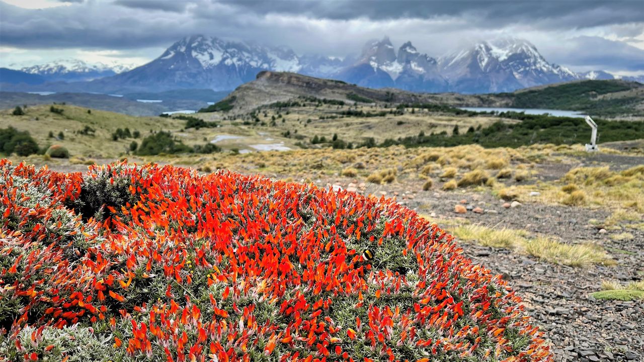 Wiosna w Patagonii 