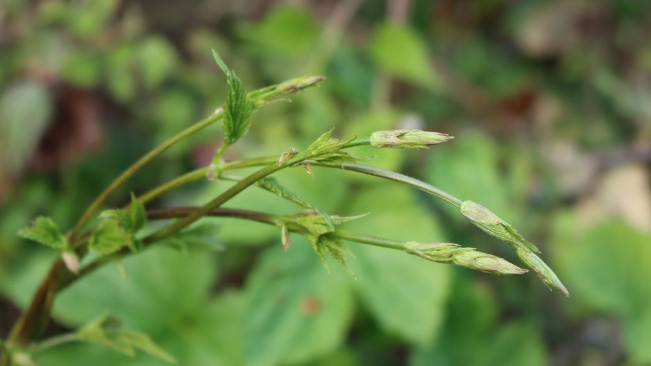 Dzikie szparagi z polskich łąk