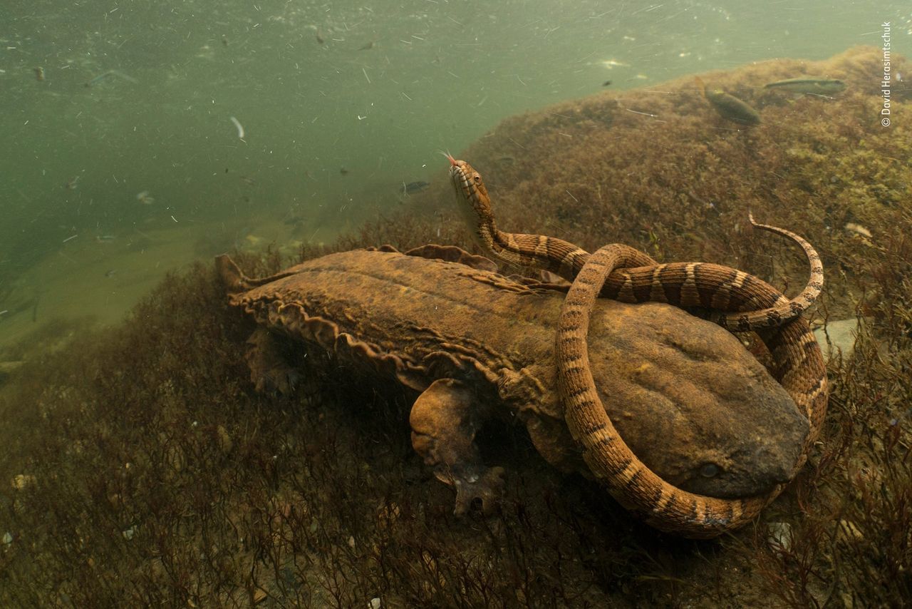 Wildlife Photographer of the Year jest organizowany przez Muzeum Historii Naturalnej w Londynie od 53 lat. Podzielony jest na edycję dla dorosłych i młodzieży. Ta dla dorosłych podzielona jest na 16 kategorii tematycznych, natomiast ta dla młodzieży na 3 kategorie wiekowe. Nagrodą główną jest 10 tysięcy funtów.