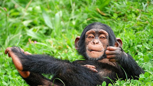 Małpa kontroluje wirtualną dłoń za pomocą... mózgu! [wideo] 1