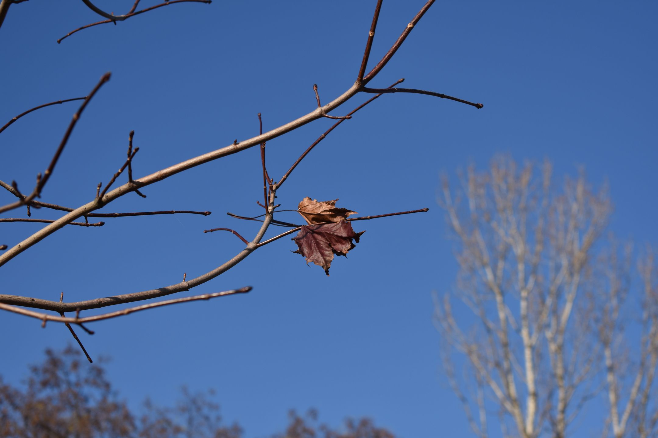 Nikon D3400 - test lustrzanki dla każdego 52