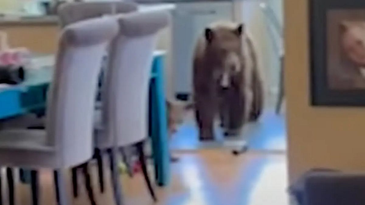 Niedźwiedzie weszły do środka domu