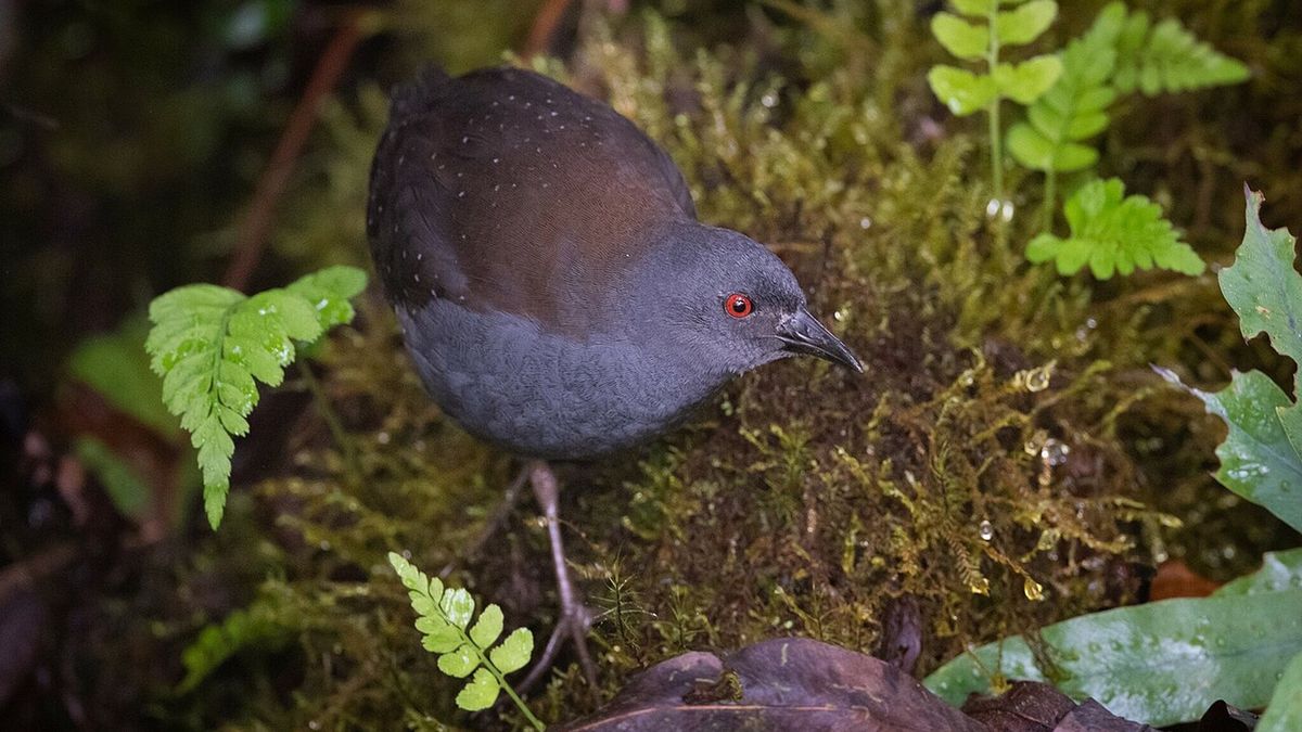 Laterallus spilonota