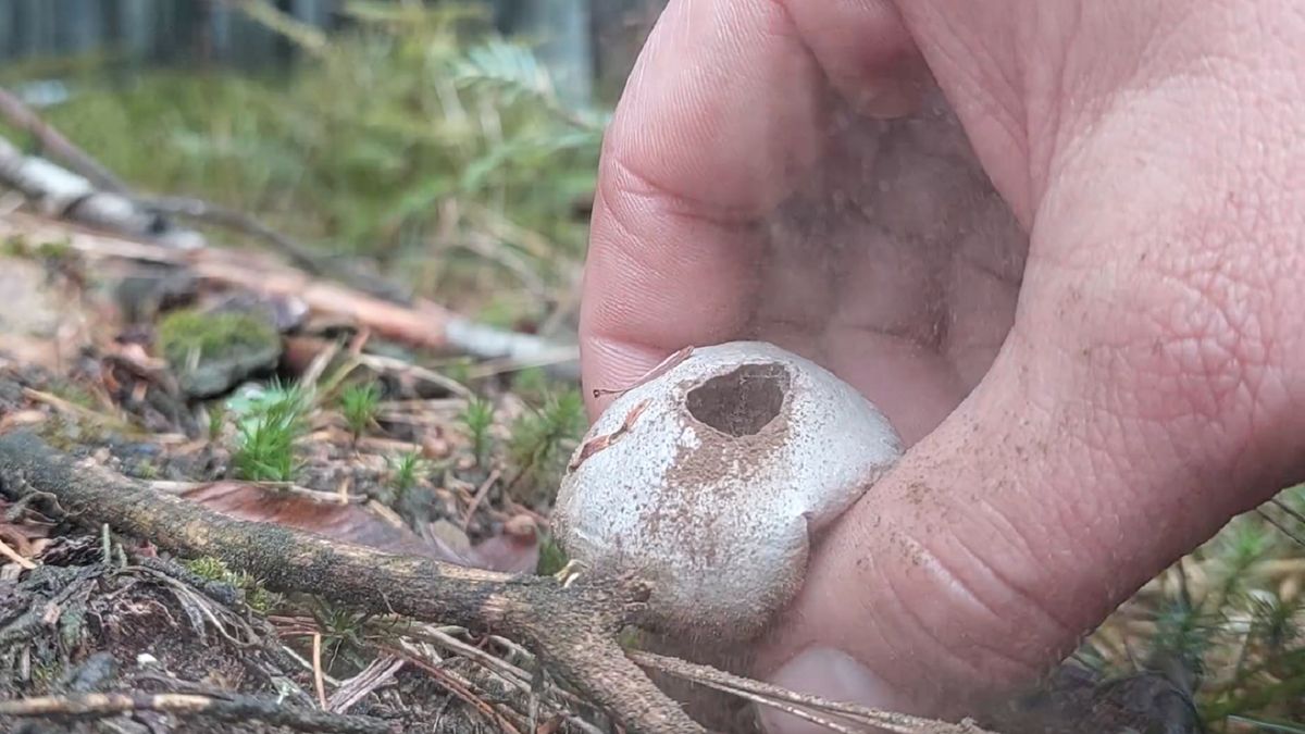 Leśnicy zapewniają, że takie ściskanie tylko pomaga