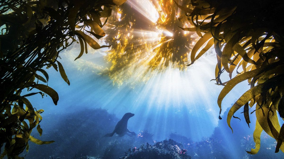 Najlepsze zdjęcia przyrody w The Nature Conservancy Photo Contest 2019 1