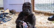 Szokujące odkrycie. Ten słodki goryl leciał razem z bagażami
