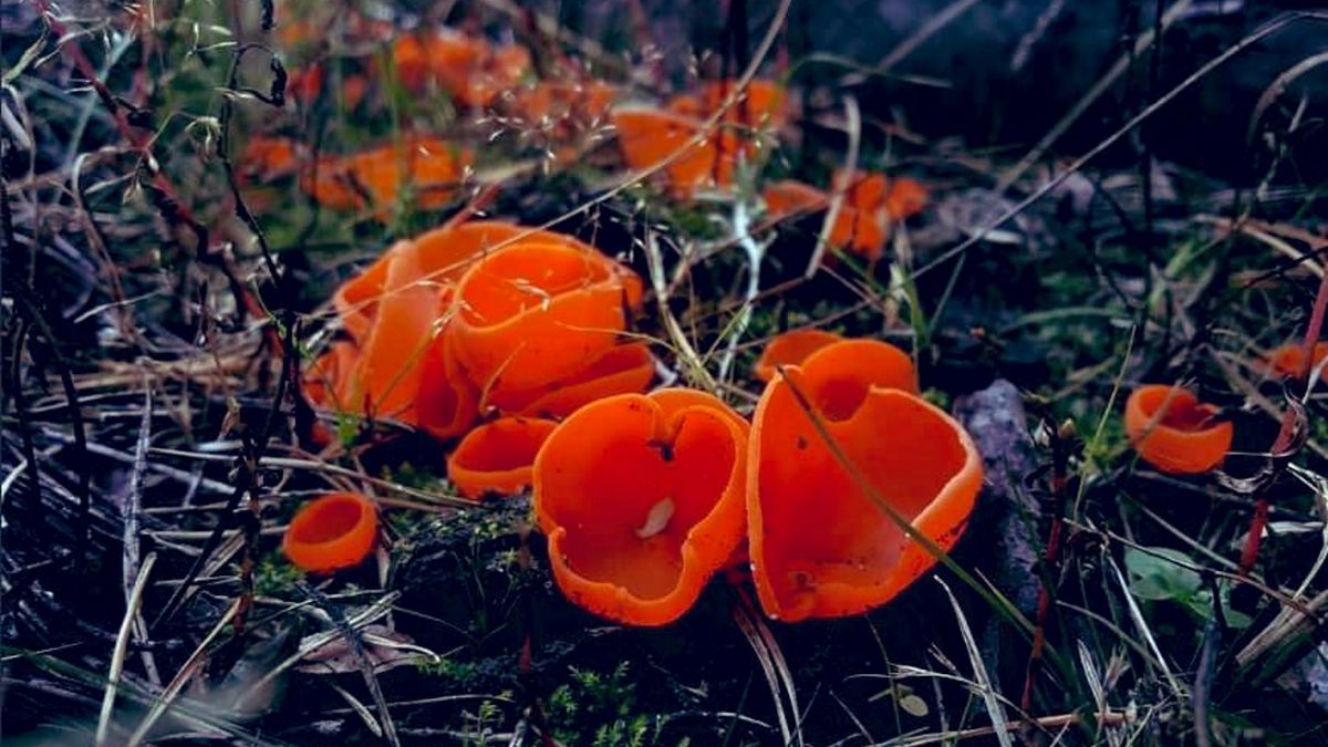 Te urocze miseczki to owocniki dzieżki pomarańczowej. 