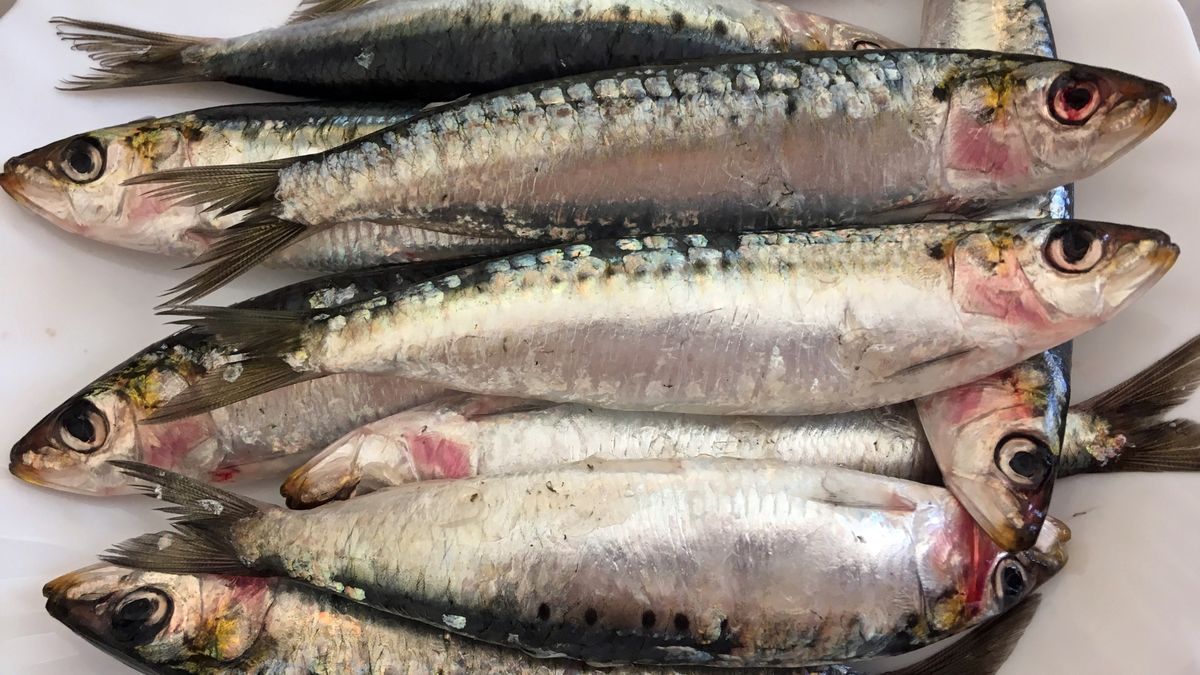 Sardynki to jedne z najzdrowszych ryb