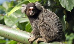 Tak ginie natura. Niespotykane tempo