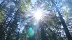 Grzybiarze czekają na wysyp grzybów. Niestety bez deszczu ich nie będzie