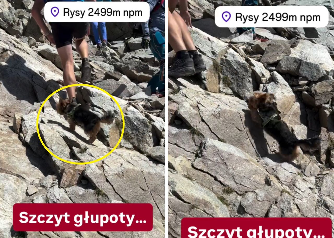 Zabrał psa na Rysy. "Szczyt głupoty"