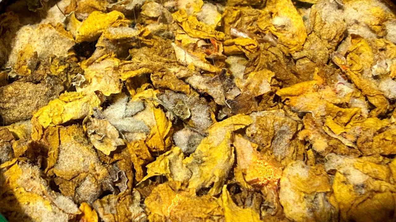 Naturalny ratunek na infekcje i ból gardła. Zbieraj teraz, zimą sobie podziękujesz