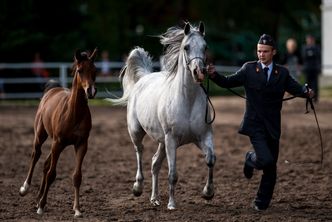 Pat w najsłynniejszej polskiej stadninie. Pracownicy grożą, że odejdą z hodowli koni