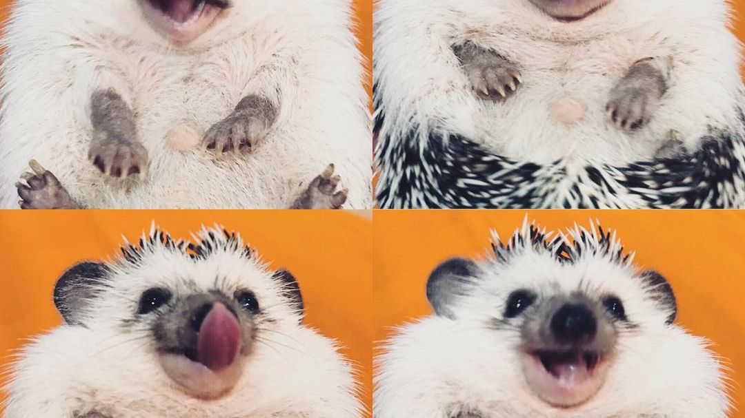 Najszczęśliwszy jeż na świecie kocha pozować do zdjęć 1