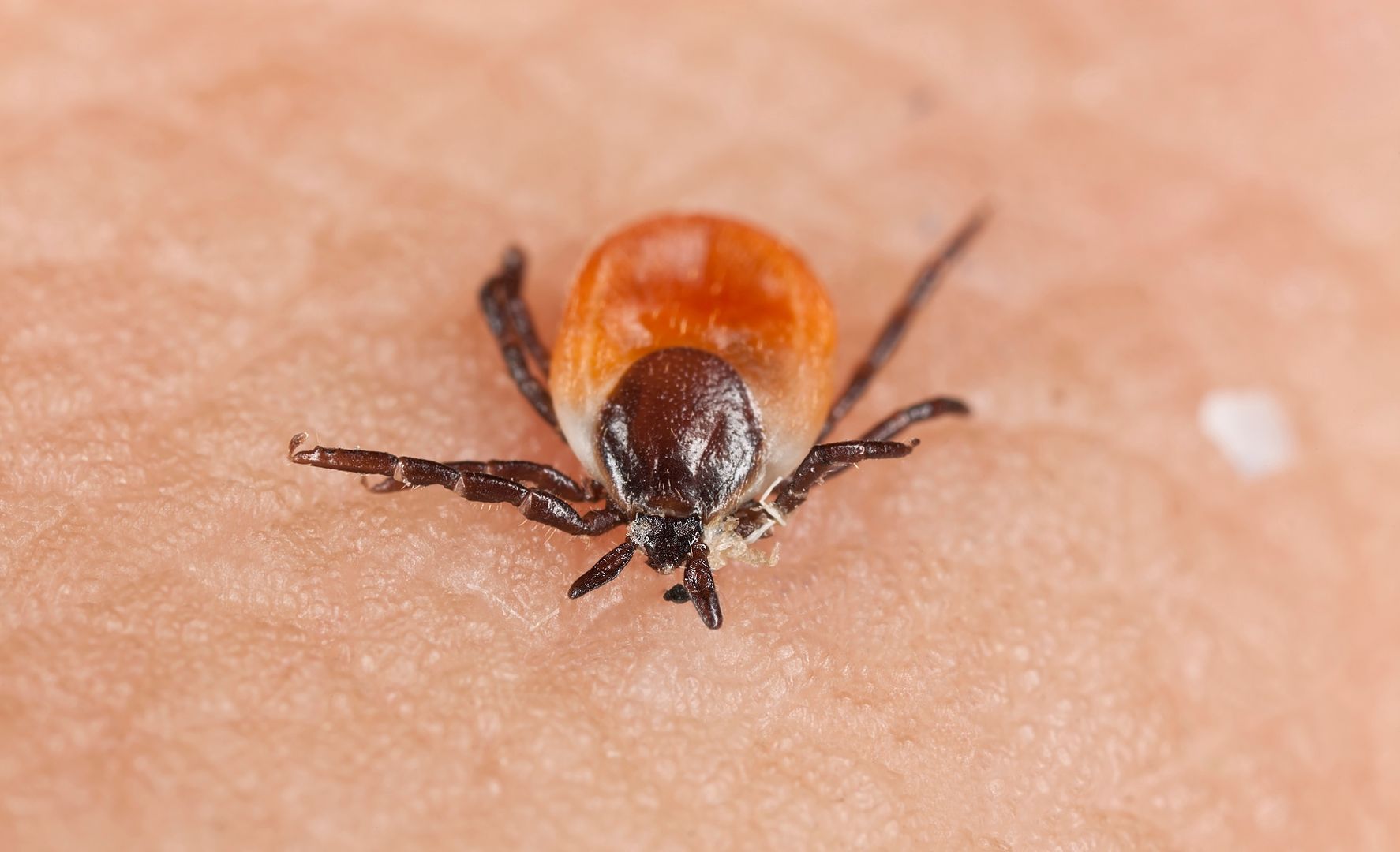 tick, pest, skin, lyme, macro, tbe, virus, white background, black, bloodsucker, borreliose, borreliosis, encephalitis, epidemic, hyalomma, insect, ixodid, pain, parasite, red, sickness, acarus, arachinoid, arachnid, arthropod, background, biology, bug, close, close up, closeup, copy space, copy-space, copyspace, detail, disease, disease carrier, extreme close-up, fauna, infectious, lusitanicum, medical, medicine, parasitic, small, sucker, unhygienic, white, wilderness