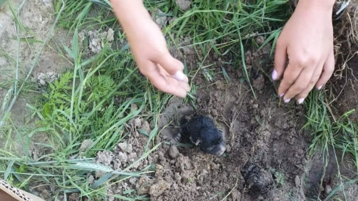 Pieski zostały zakopane żywcem 