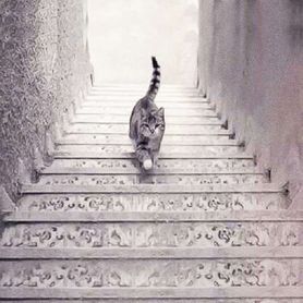 Test obrazkowy. Kot wchodzi po schodach czy schodzi?