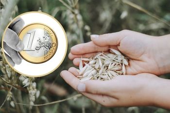 Rolnicy sprzedają zboże za grosze. Rząd: pomocy tylko tyle, na ile pozwoli Bruksela