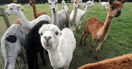 Koronawirus. Alpaki nas uratują? Mogą okazać się kluczem do pokonania epidemii