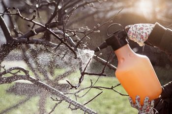 Ten oprysk zrób już teraz. Latem będziesz cieszyć się zdrowymi owocami