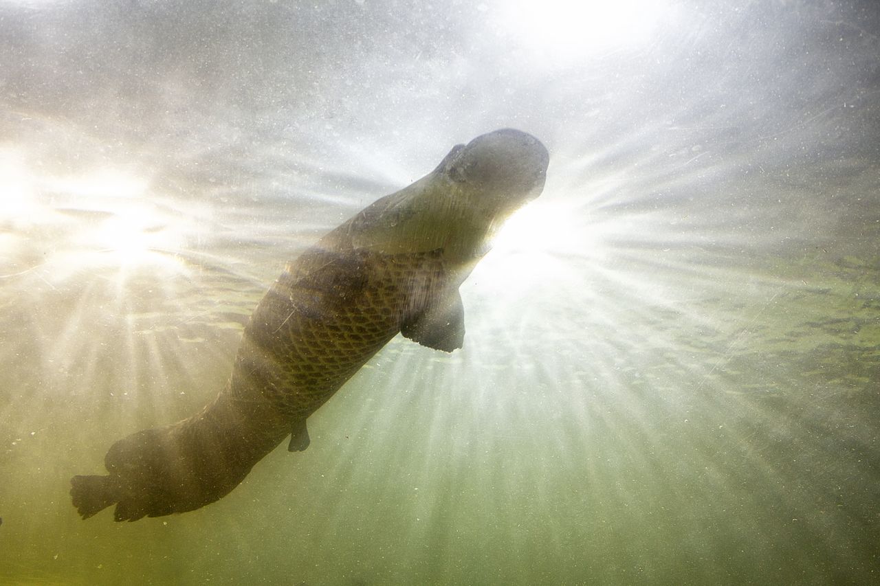 Arapaima resurgence threatens Brazil's river ecosystems