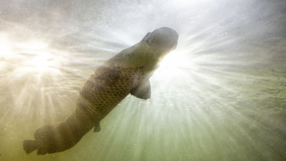 Arapaima została uznana za wymarłą. Dziś zagraża ekosystemowi
