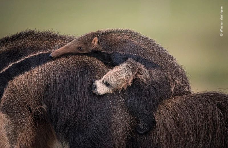 Publiczność wybrała najlepsze zdjęcia konkursu Wildlife Photographer of the Year 2021. Oto one 24