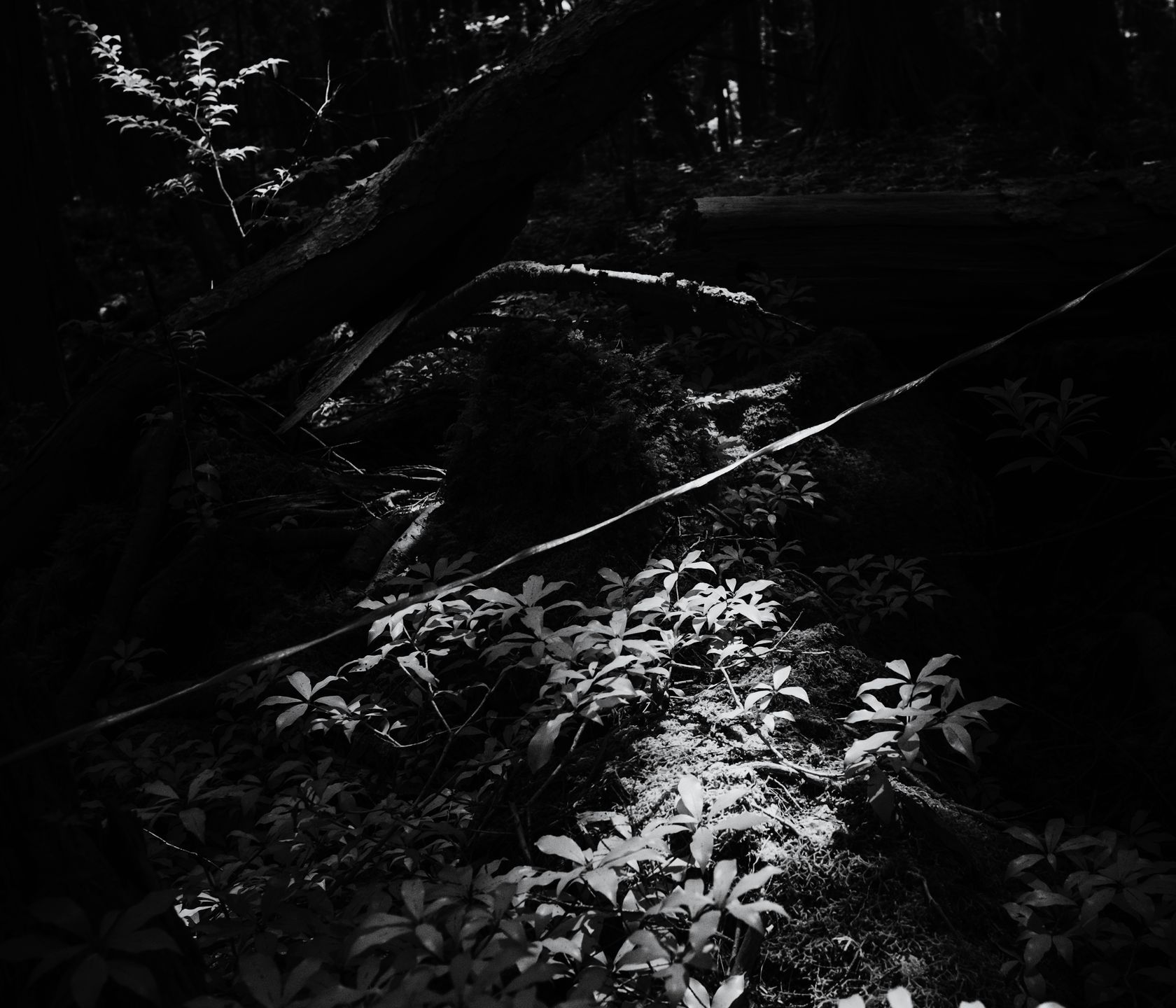 Tomasz Lazar opowiada o swojej podróży do Aokigahara - japońskiego lasu samobójców 11