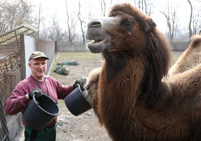 Mały wielbłąd w warszawskim zoo