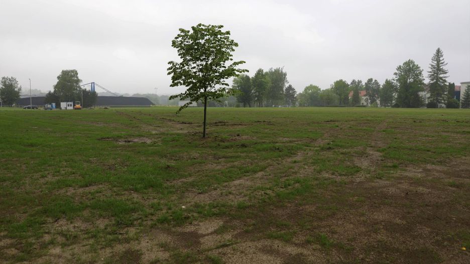 Bielsko-Biała. Zamiast budynków elektrociepłowni, stoi lipa.