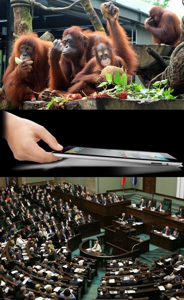 To już pewne – orangutany potrafią korzystać z iPadów [wideo] 5