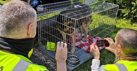 Dramat zwierząt w Radysach dobiegł końca. Właściciel schroniska usłyszał zarzuty