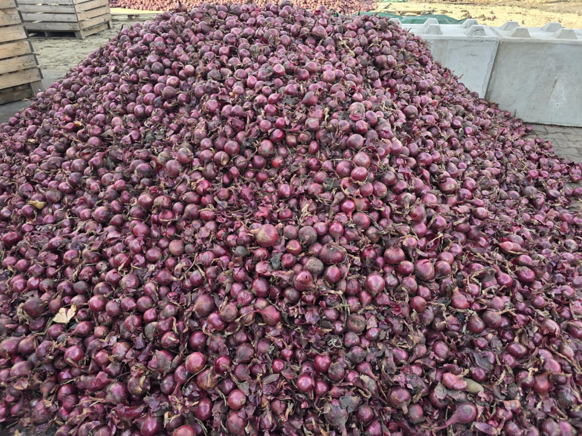 Rolnikowi spod Inowrocławia zostało 30 ton cebuli