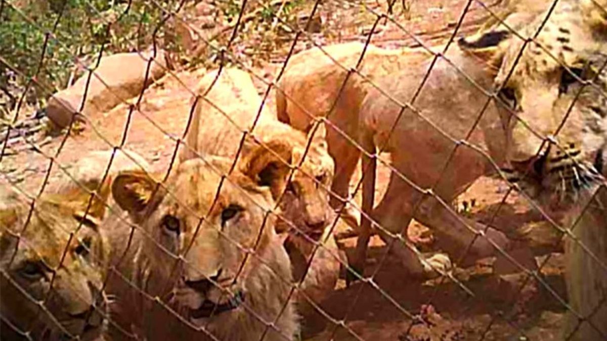 Handel kośćmi lwów