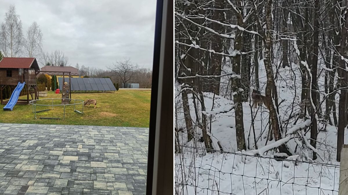 Wilki stanowią zagrożenie dla mieszkańców Jawornika Polskiego.