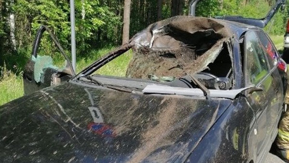 Łoś roztrzaskał się o samochód