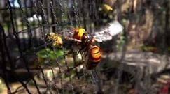 Pszczoły kontra szerszeń. Niezwykłe stracie owadów
