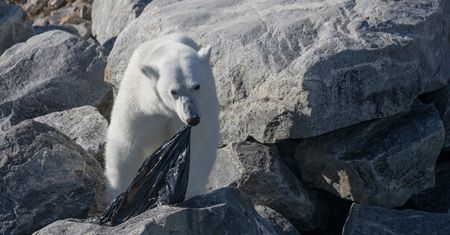 Poruszające zdjęcia niedźwiedzia polarnego próbującego zjeść plastikową torbę