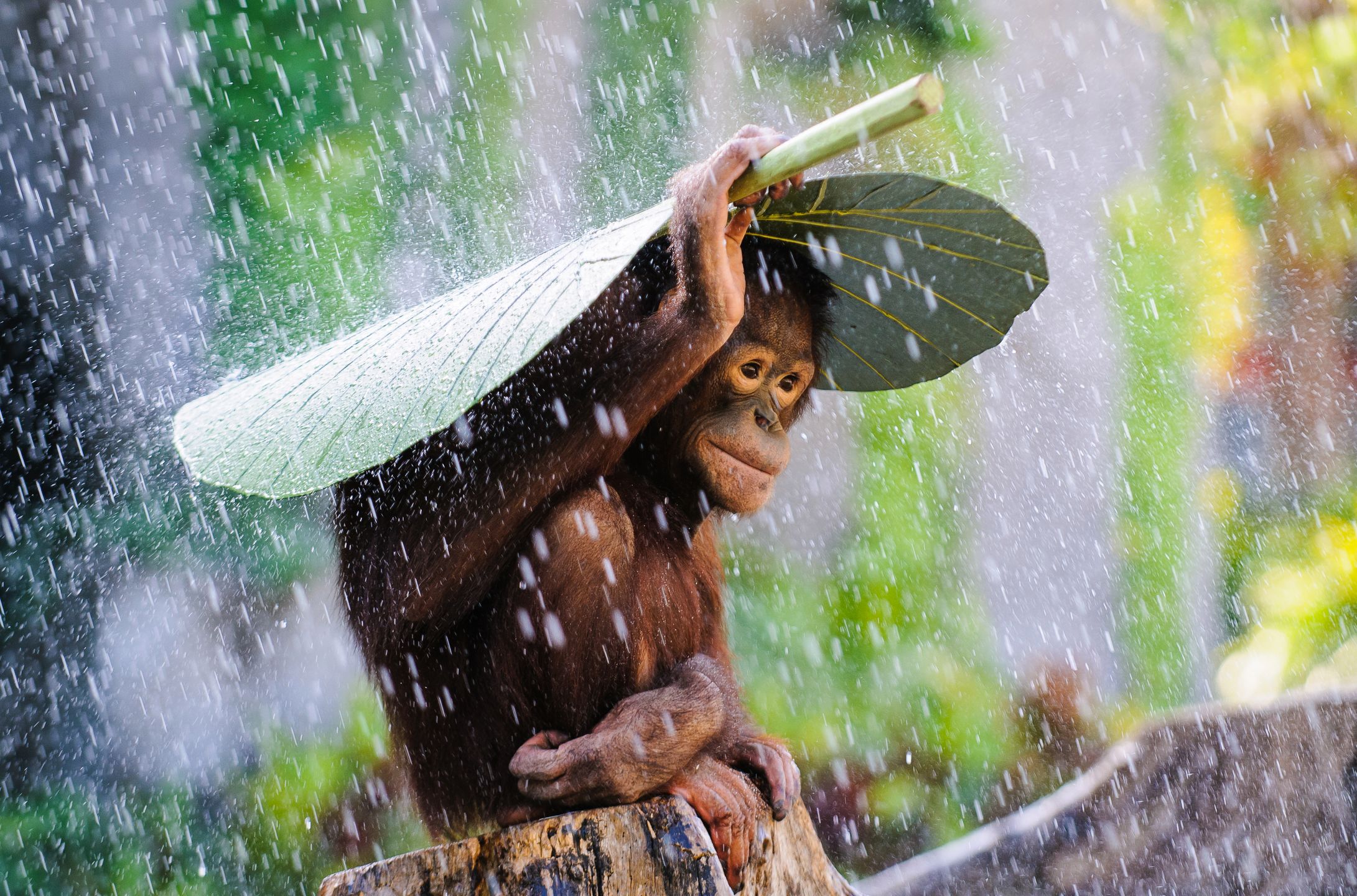 Oto najlepsze zdjęcia zgłoszone dotychczas w Sony World Photography Awards 2015 1