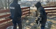 Wiśniowa: Zwierzęta na mrozie? Policjanci ruszają z kontrolami