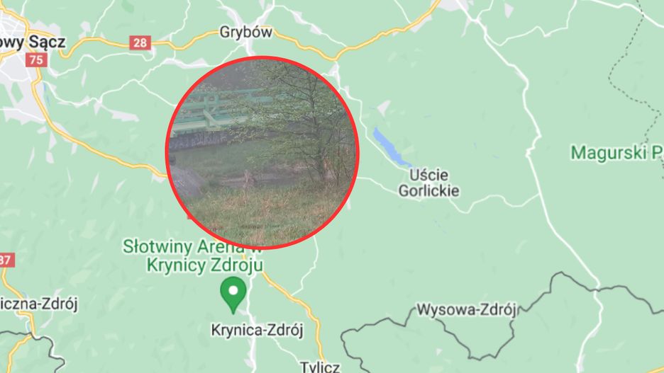 Wilk polował zaledwie 200 metrów od szkoły