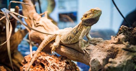 Tak było na wystawie i targach zoologicznych ZOOPARK [ZDJĘCIA]