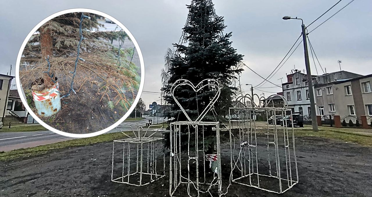 Mała i sucha choinka w Osieku? Mieszkańcy są zawiedzeni