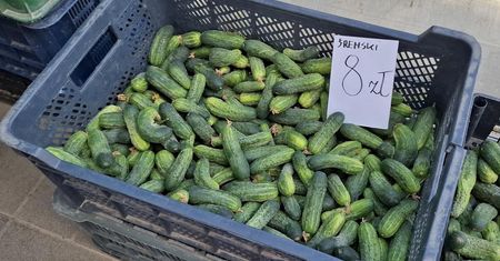 Najlepsze ogórki na przetwory. Kiszone wychodzą jędrne i bez dziury w środku