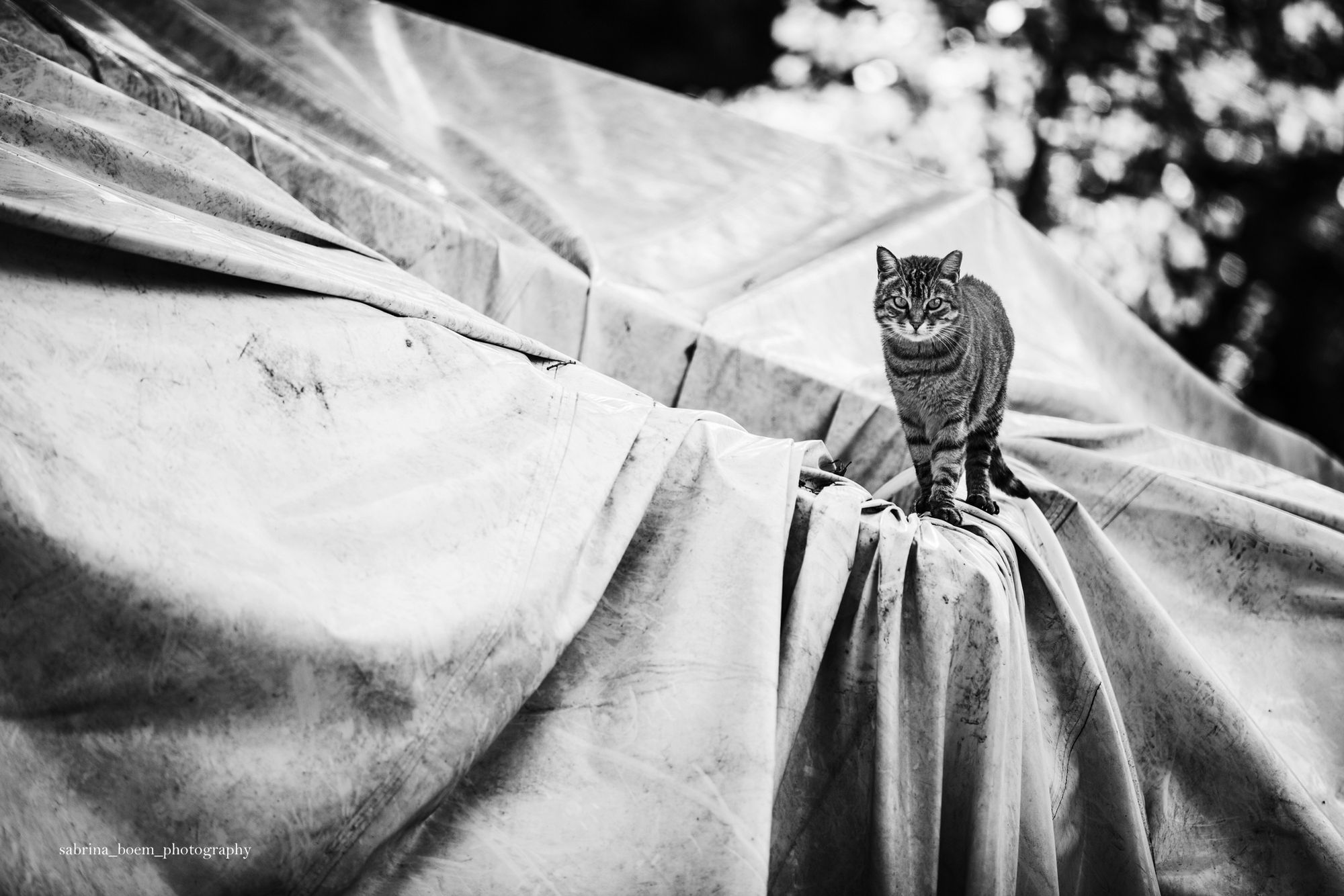Sabrina Boem oddaje cześć bezdomnym i opuszczonym kotom w swoim projekcie fotograficznym 15