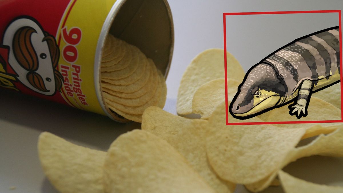 Płazy tworzyły schronienia przypominające puszki Pringles