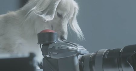 Psy szkolone na bycie fotografami studyjnymi