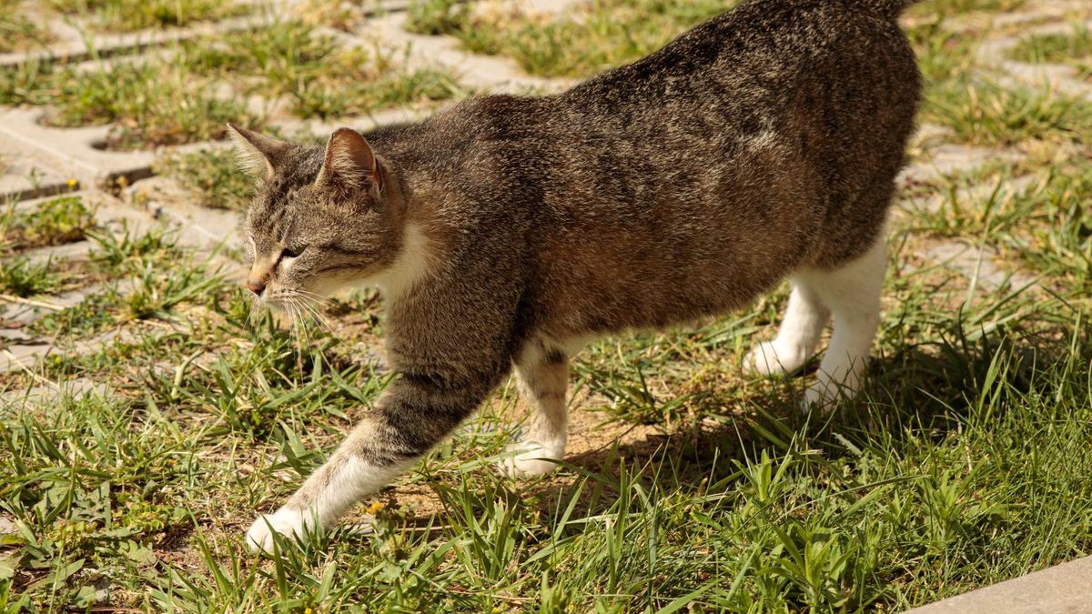 Wypuszczasz kota na zewnątrz?